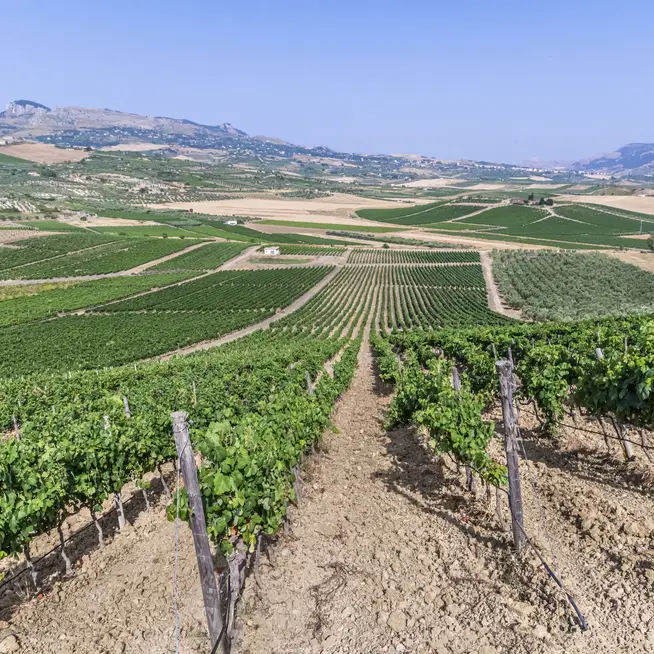 In Campo. Diciannove varietà, tutte figlie della stessa terra