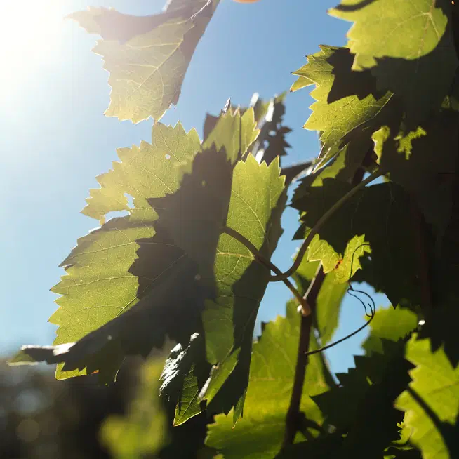 Clima. Vento asciutto e notti fresche d'estate