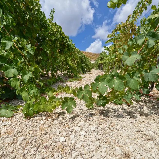 Terreni. La firma invisibile di ogni vino