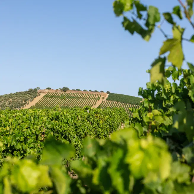 Vigneto. Armonia e rigore tra i nostri filari