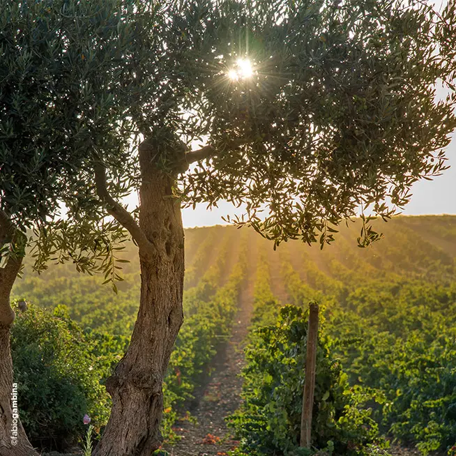 Vendemmia all'alba e risparmio energetico