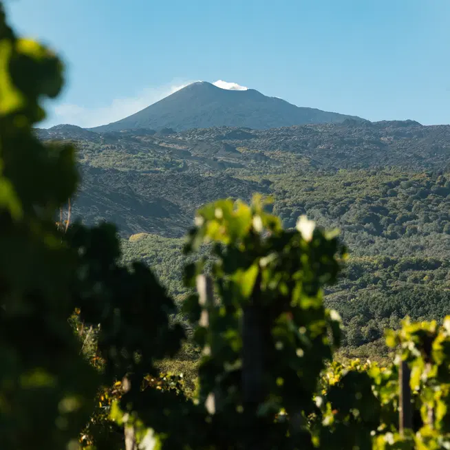 Dalla sciara alla vigna