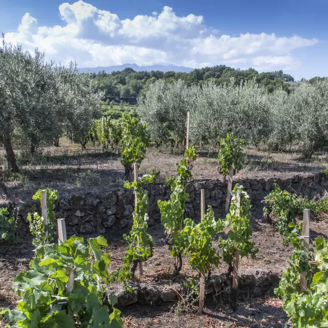 Vigneto. Il paziente lavoro umano sui terrazzamenti