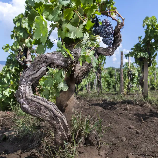 Restauro vigne vecchie e resilienza agricola