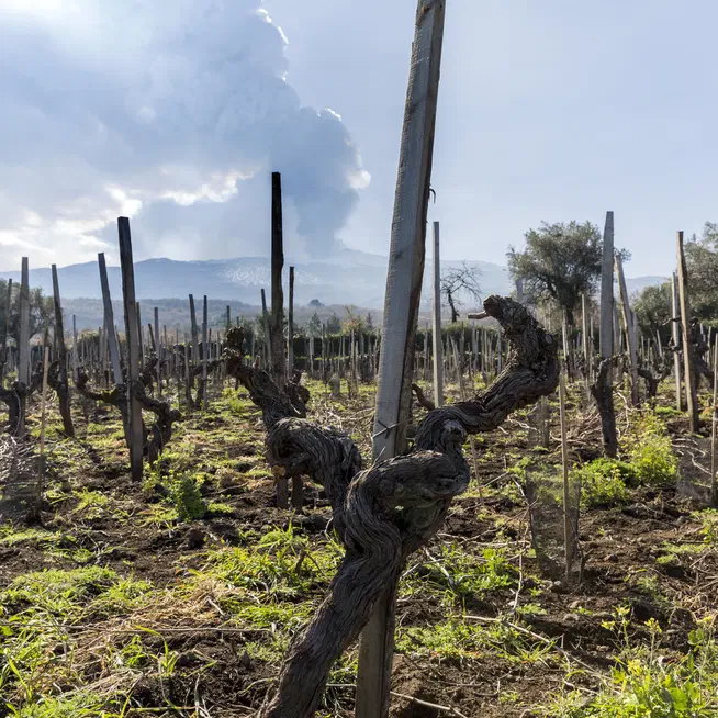 Vigneto perpetuo e sostenibilità agricola