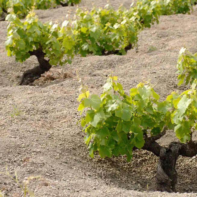 Vigneto. La cura manuale dell'alberello pantesco patrimonio Unesco
