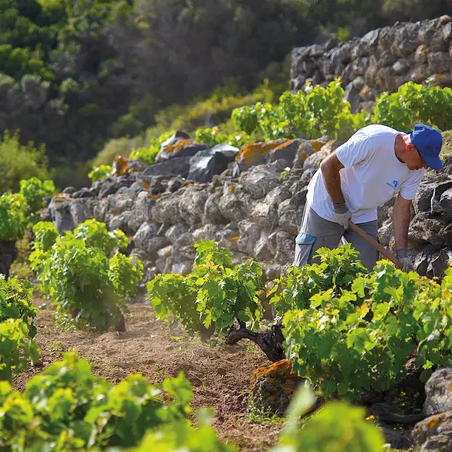Ben Ryé. Il vino dolce tra i più apprezzati al mondo