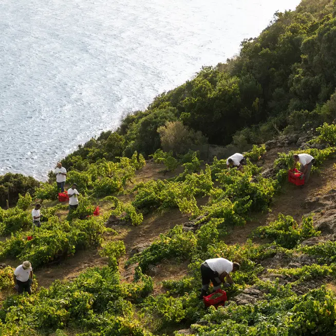 In campo. La natura estrema e la viticoltura eroica
