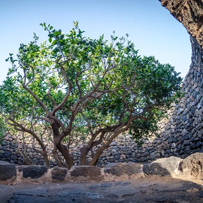 Il giardino pantesco