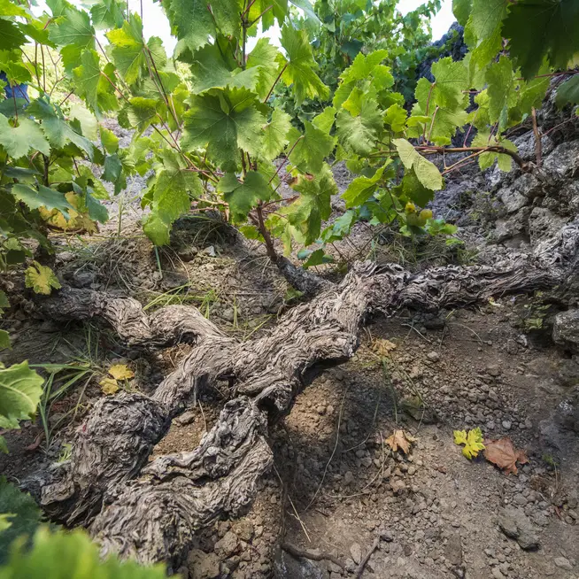 Vigna centenaria e resilienza