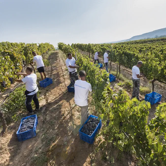 Floramundi, il Cerasuolo di Vittoria DOCG Donnafugata
