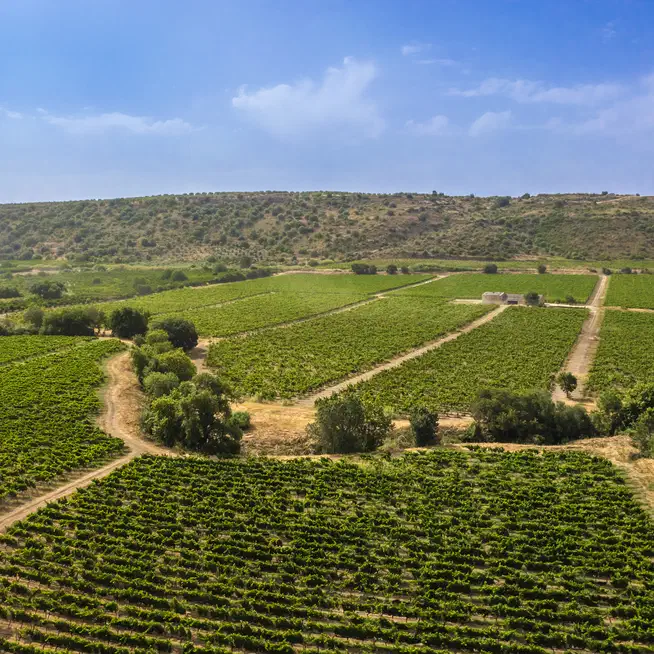 Vigneto. La cura paziente di ogni singola gemma