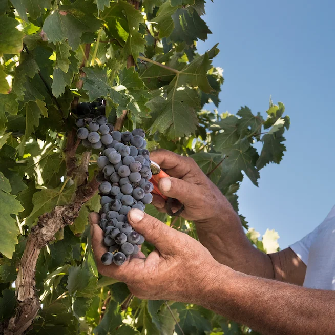 Buone pratiche e agricoltura sostenibile