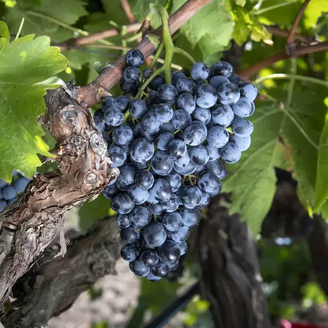 Nero d'Avola