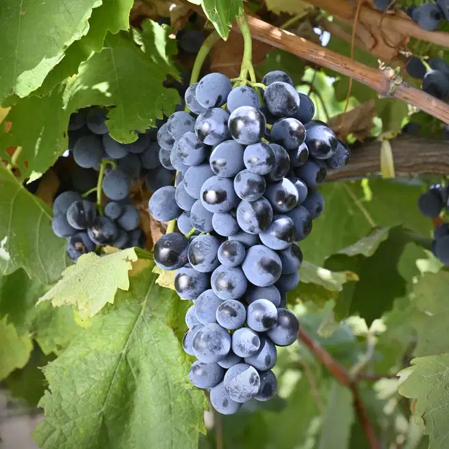 Nocera