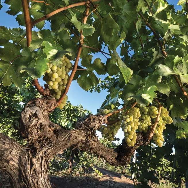 Carricante