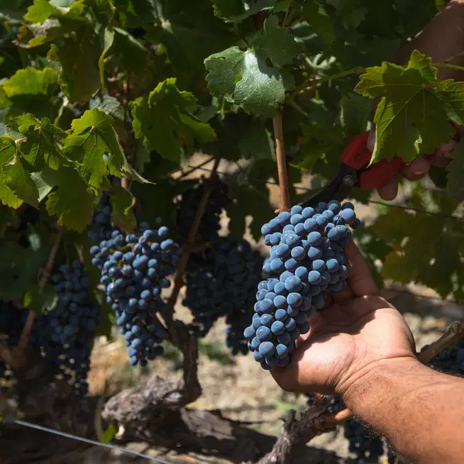 Cabernet