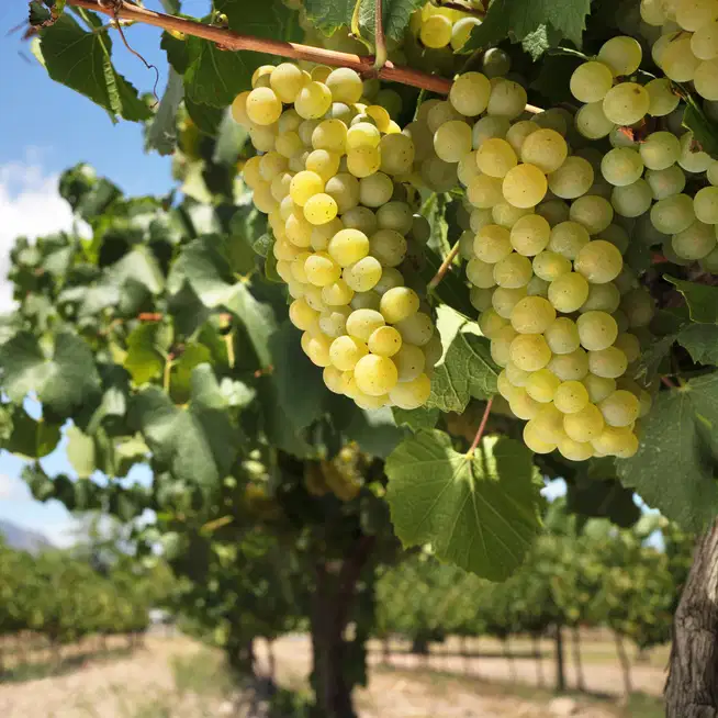 Chardonnay