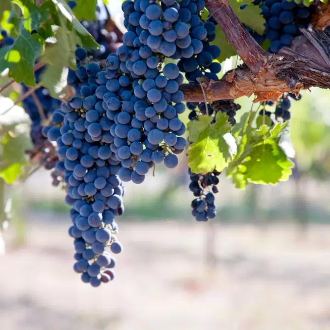 Merlot