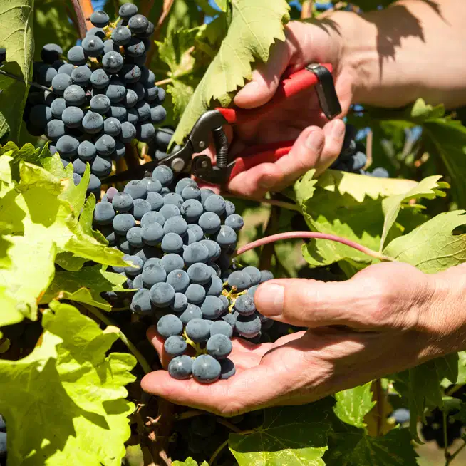 Syrah