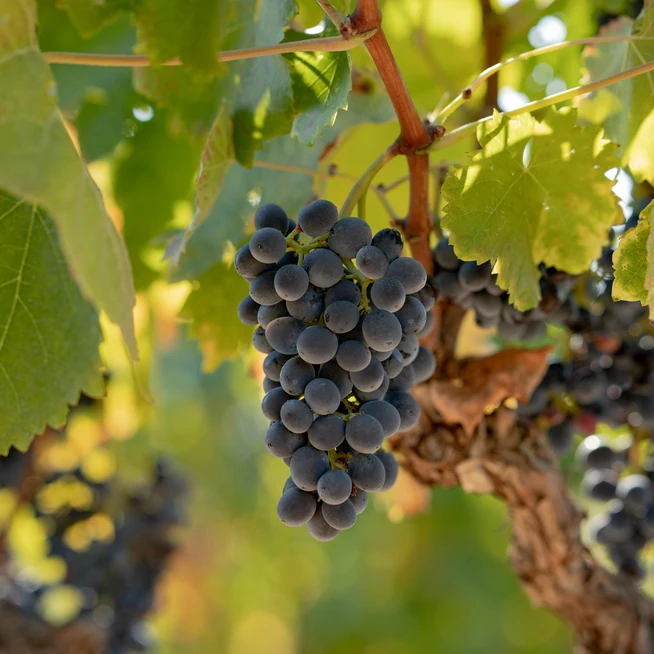 Nero d'Avola