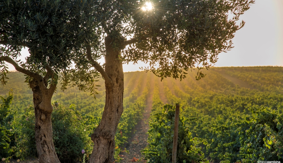 Go Green! The Carbon Footprint Accounting is on the label