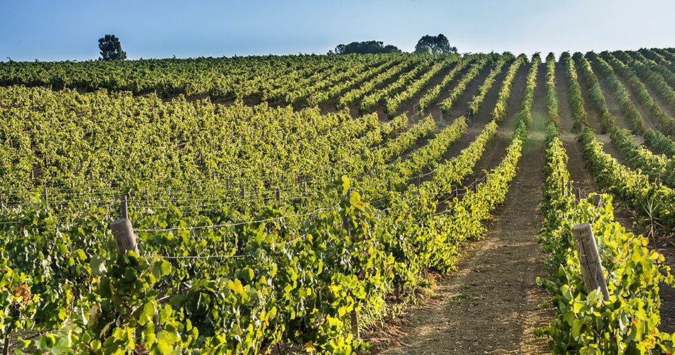La vendemmia 2016 a Donnafugata