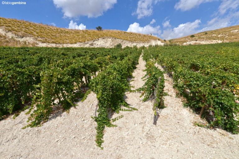 Contessa Entellina