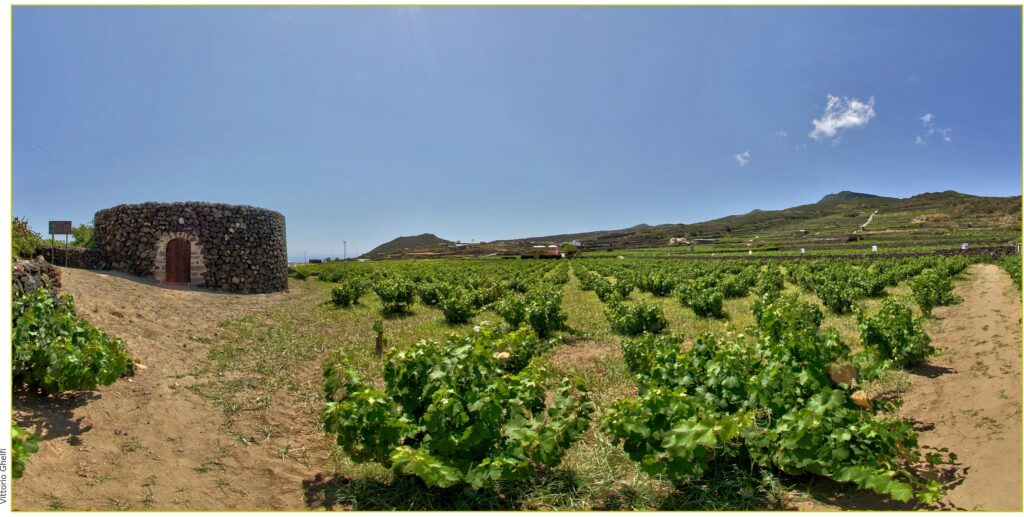 The gardens of Pantelleria and the “value” of water