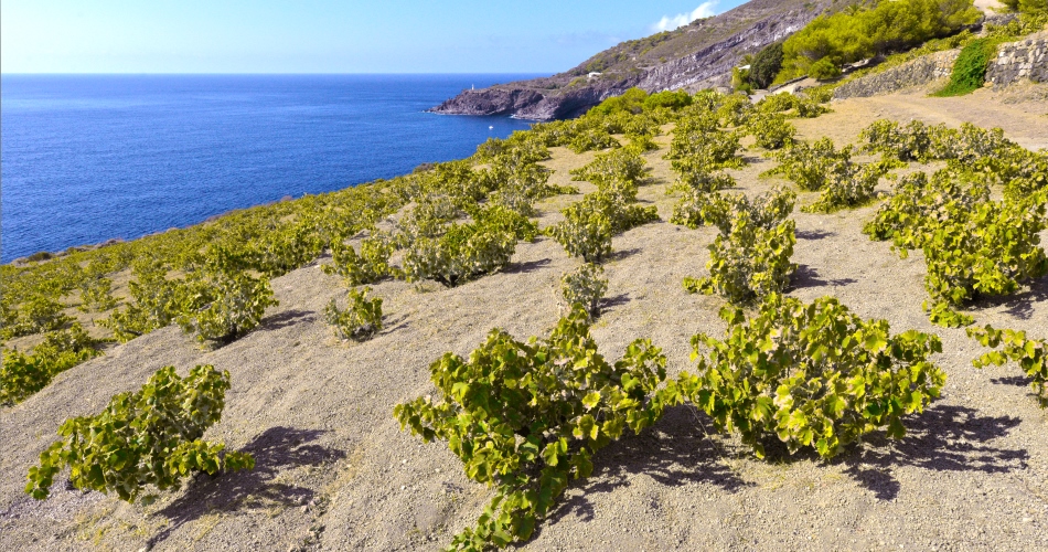 Donnafugata a Pantelleria: Vendemmia 2013