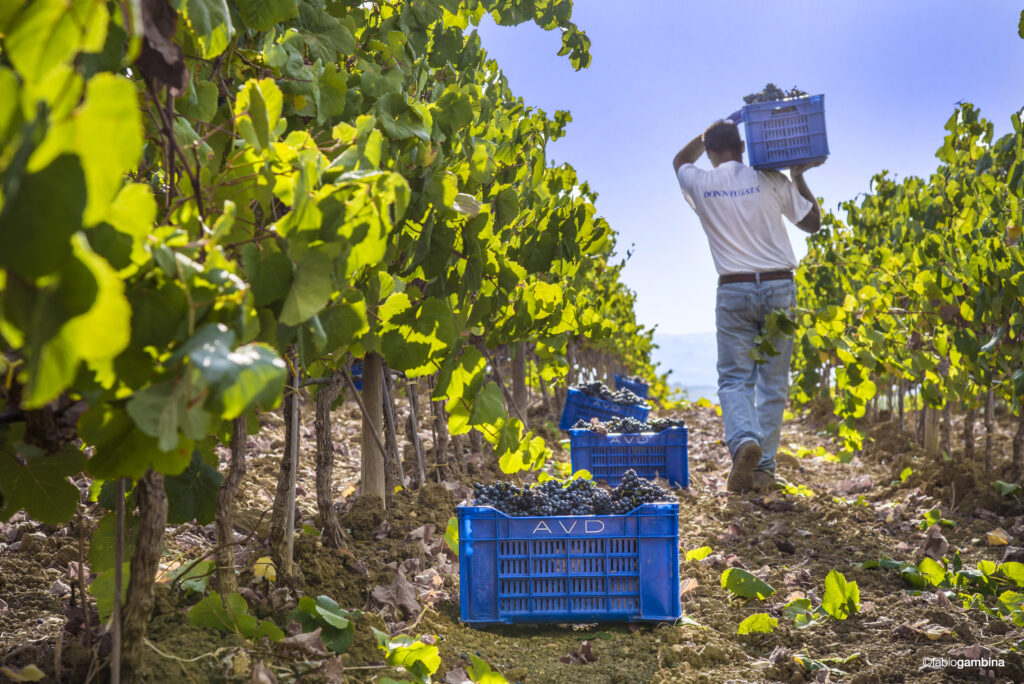 Die Weinlese 2017 bei Donnafugata