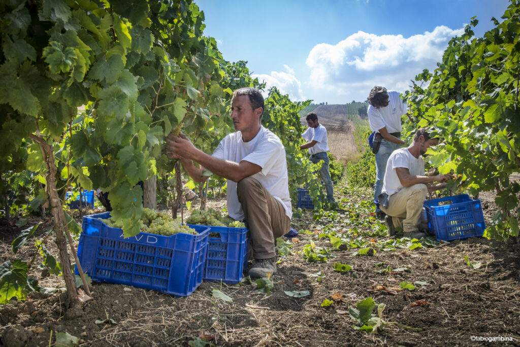 The quality of the 2009 vintage