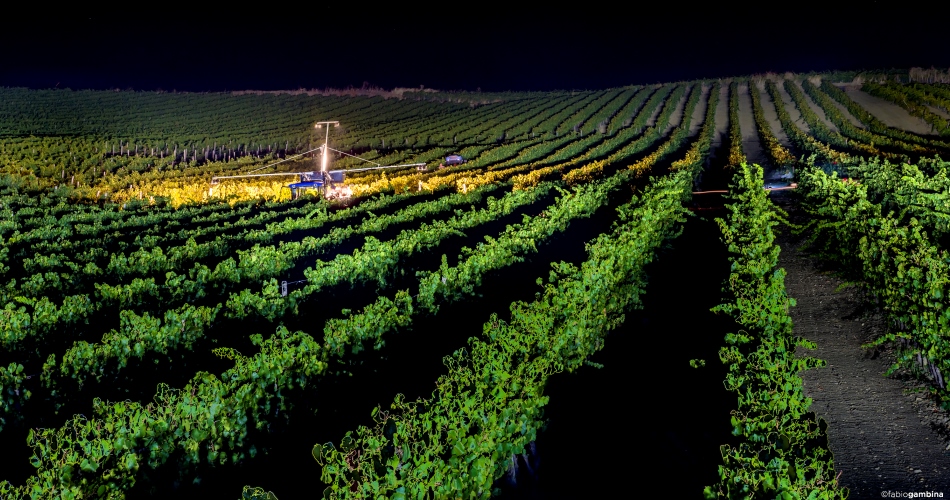 DONNAFUGATA, UNDER THE SIGN OF THE SOFT ECONOMY