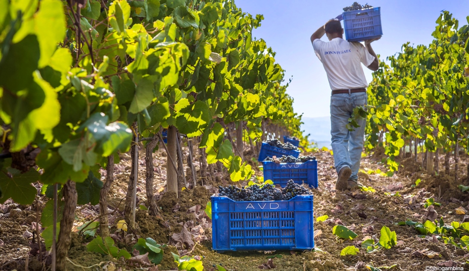 Nero d’Avola according to Donnafugata