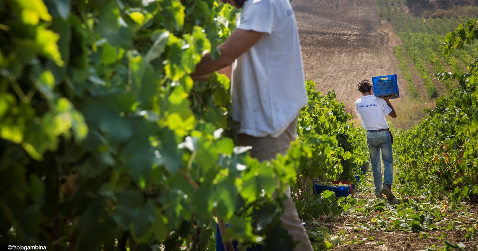 The 2012 grape harvest at Donnafugata