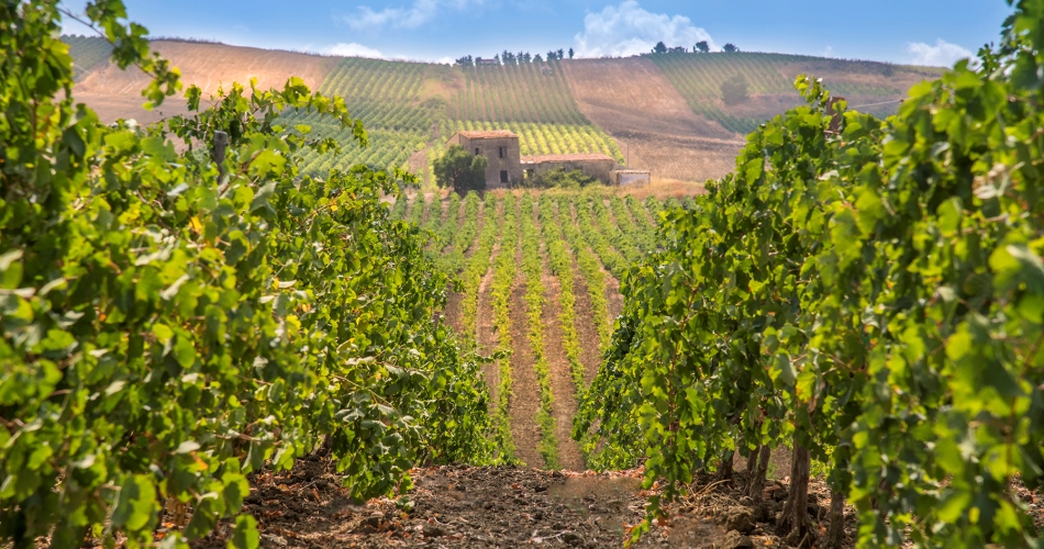 Annata 2014 a Donnafugata. La vendemmia a Contessa Entellina