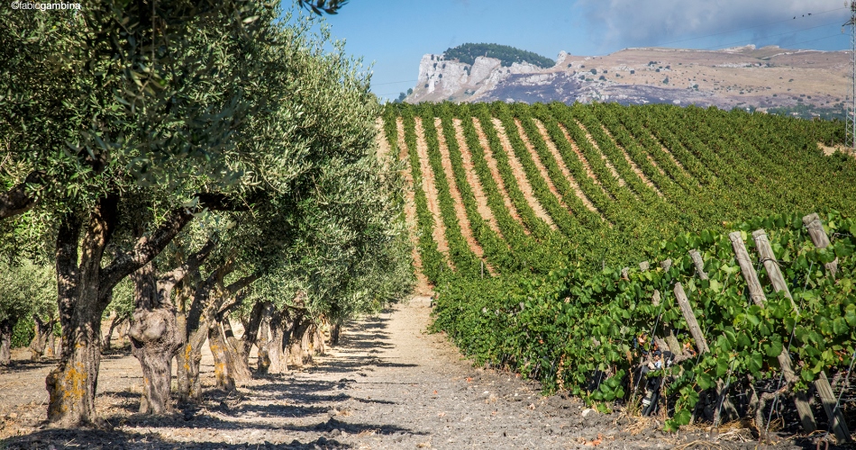 Donnafugata lancia due nuovi vini per un 2006 che si farà ricordare