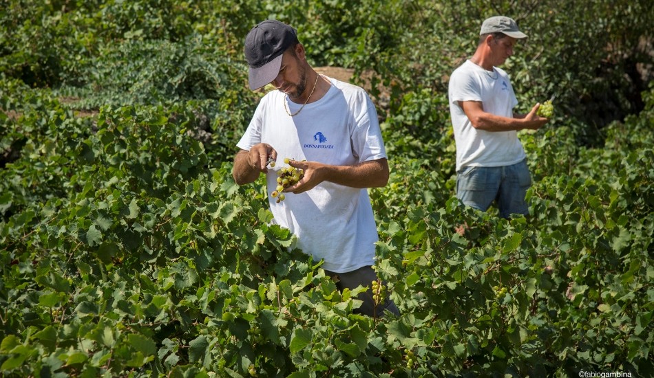 Vendemmia 2005, annata fresca e piovosa, vini eleganti