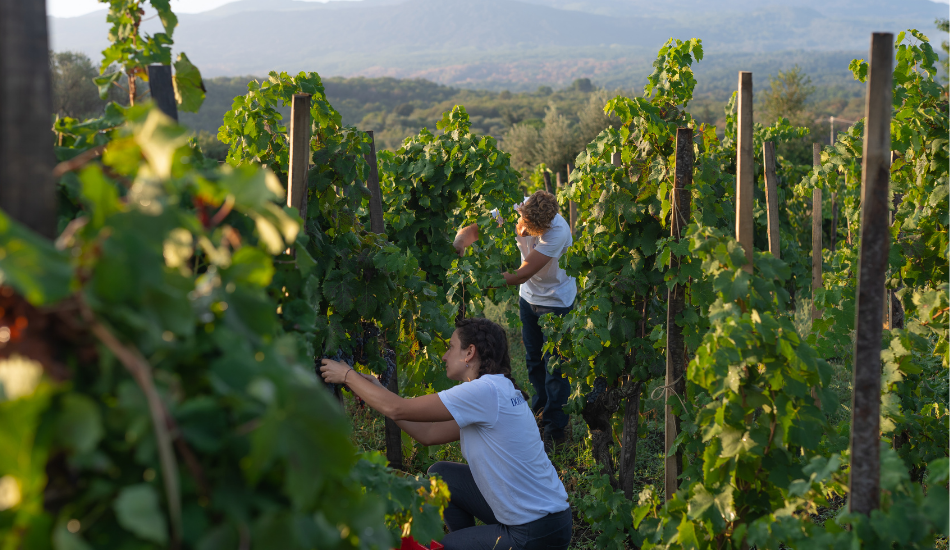 Die Weinlese 2021 bei Donnafugata