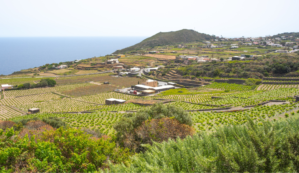 Der „Cammino di Khamma” von Donnafugata zur Entdeckung der Biodiversität von Pantelleria