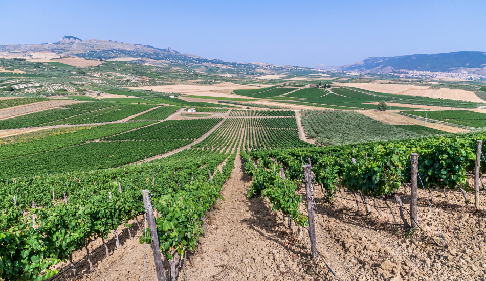 Premesse di Vendemmia 2022 a Donnafugata