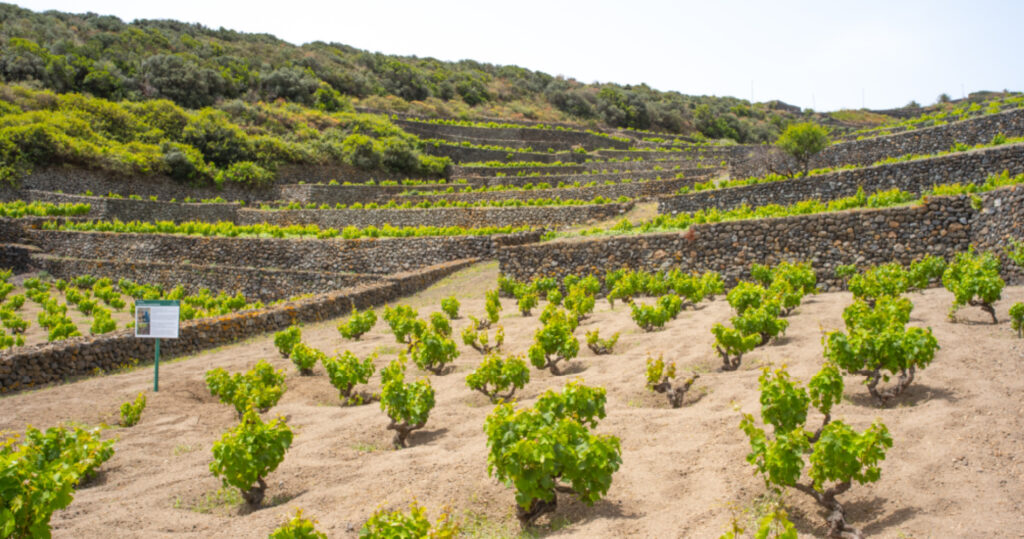 Donnafugata gets Vinibuoni d’Italia’s Ecofriendly Award and the Corona for Ben Ryè