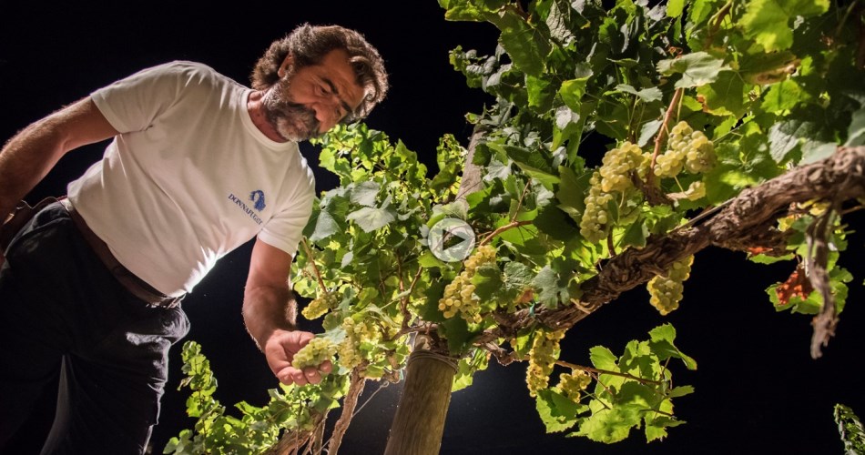 RepubblicaTv: Calici Stelle e Vendemmia Notturna a Donnafugata