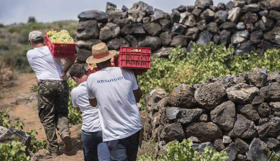 La Vendemmia 2018 a Donnafugata