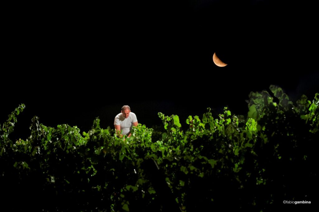 At Donnafugata the Invisible Orchestras of the Night Harvest