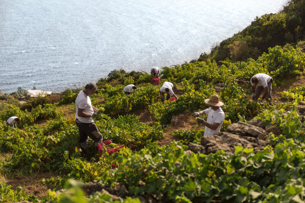 La vendemmia 2023 a Donnafugata