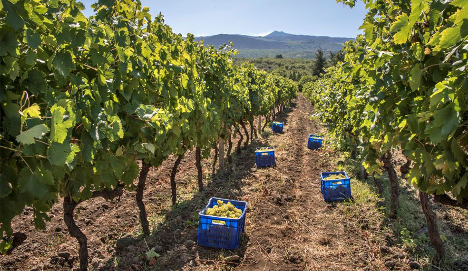 La Vendemmia 2019 a Donnafugata