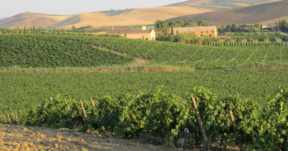 Vintage 2013 at Donnafugata. The harvest at Contessa Entellina