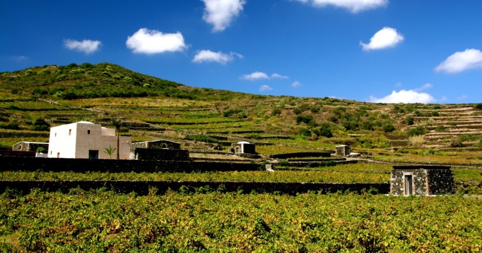 2004, a Vintage marked by elegance