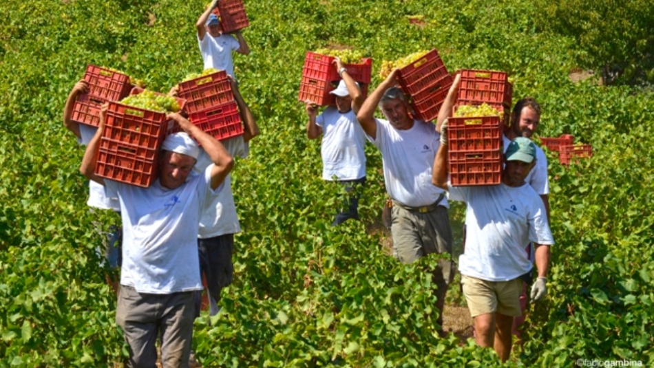 Annata 2014 a Donnafugata. Vendemmia 2014 a Pantelleria